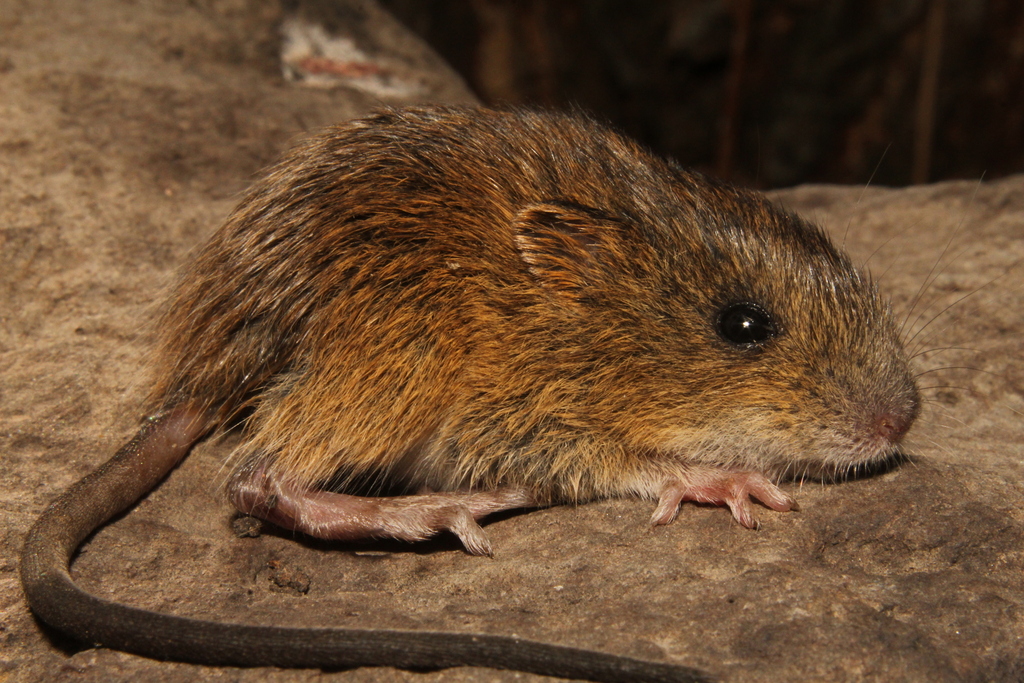 Coues' Rice Rat from Churintzio, Mich., México on June 17, 2023 at 10: ...