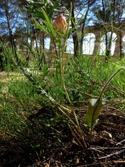 Leuzea conifera