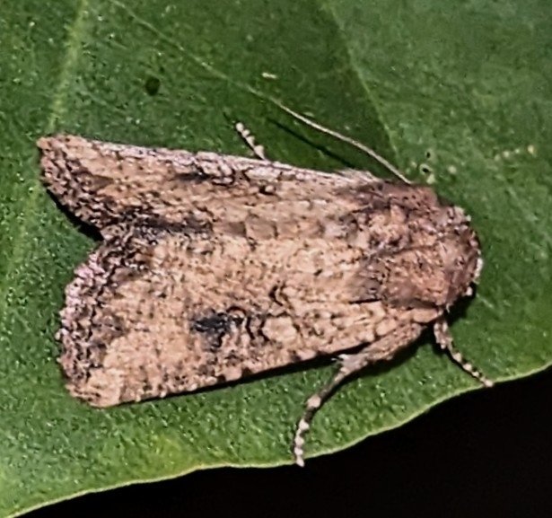Mythimna
