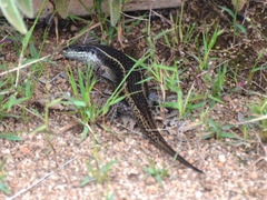 Trachylepis mlanjensis