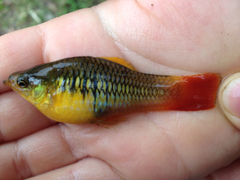 Xiphophorus variatus