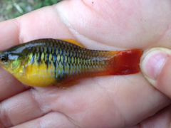 Xiphophorus variatus