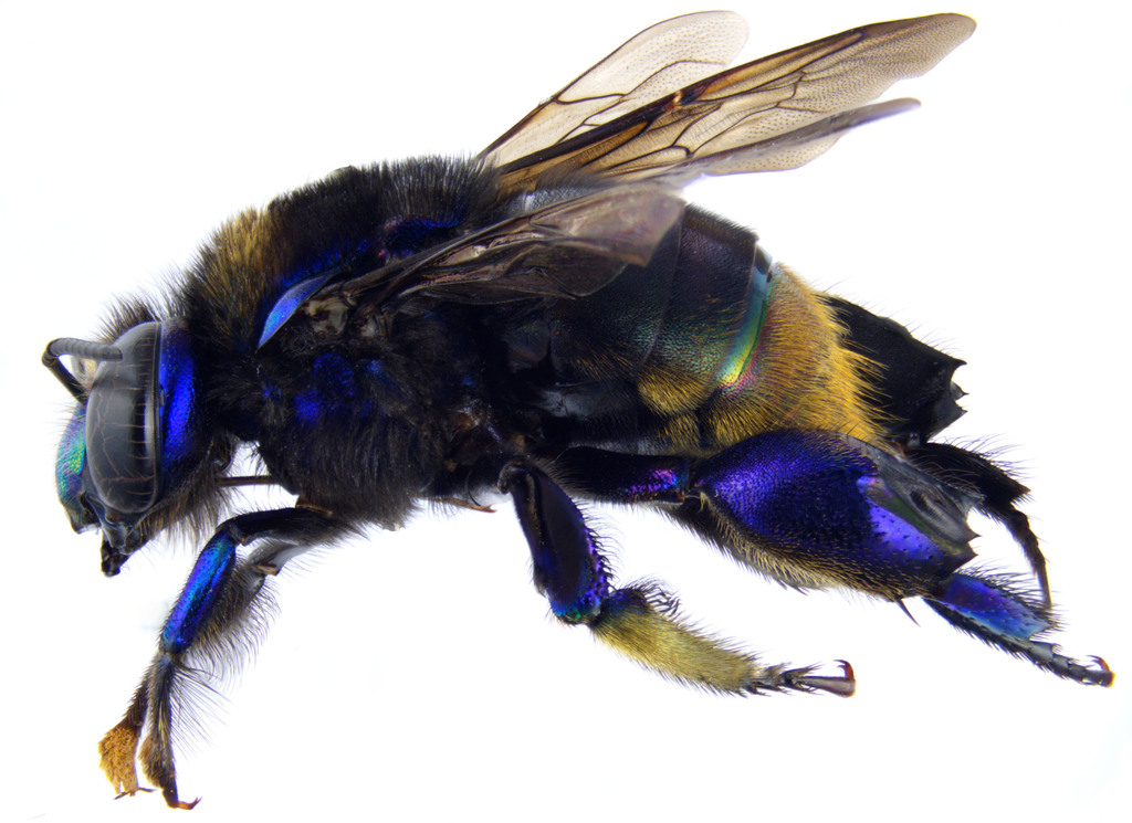 Eufriesea magrettii