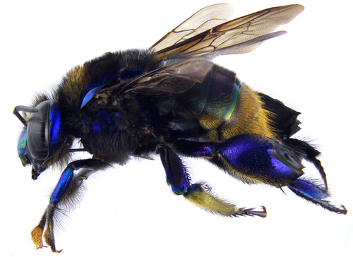 Eufriesea magrettii
