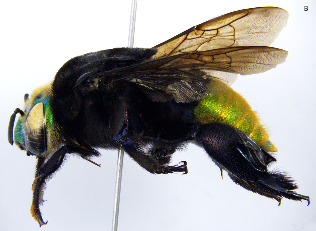 Eufriesea pulchra