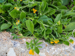 Anthyllis circinnata