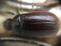 Phyllophaga crinita