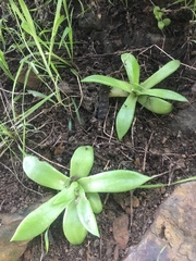 Dudleya farinosa