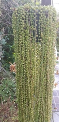 Curio rowleyanus