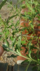 Anstenoptilia marmarodactyla