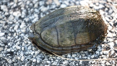 Kinosternon scorpioides