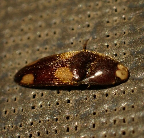 Physorhinus erythrocephalus