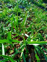 Tulipa sylvestris