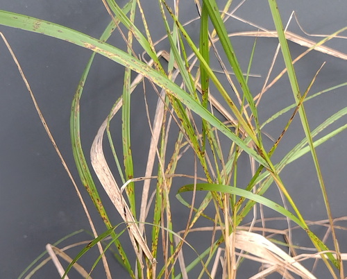 Sclerospora graminicola, 2023-11-04