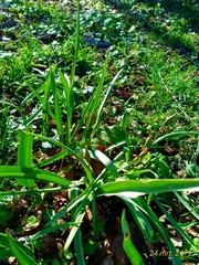 Tulipa sylvestris