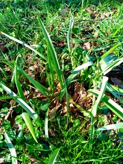 Tulipa sylvestris
