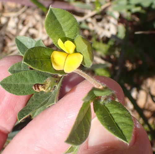 Image of Rhynchosia ciliata by (c) Nicola van Berkel, some rights reserved (CC BY-SA)