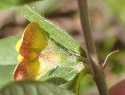 Image of Rhynchosia ciliata by (c) Nicola van Berkel, some rights reserved (CC BY-SA)