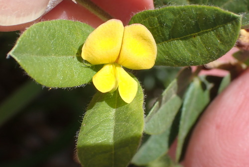 Fringe Snoutbean (Rhynchosia ciliata)
