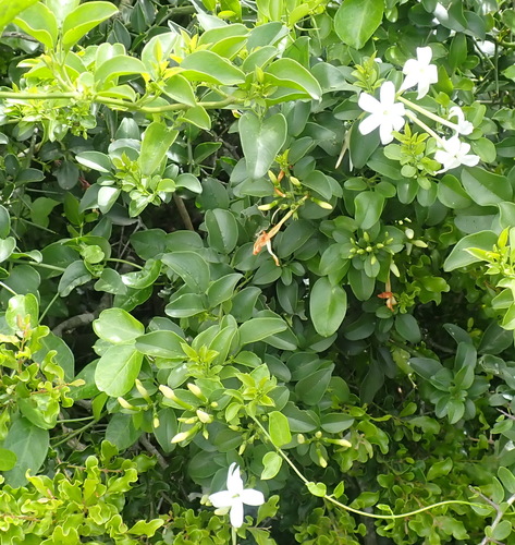 Jasminum angulare, photograph 5
