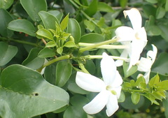 Nicola van Berkel, CC BY-SA, iNaturalist via GBIF Jasminum angulare, photograph Nicola van Berkel, CC BY-SA, iNaturalist via GBIF