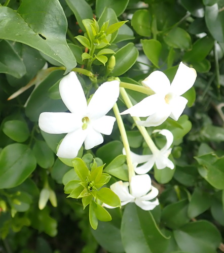 Image of Jasminum angulare by (c) Nicola van Berkel, some rights reserved (CC BY-SA)