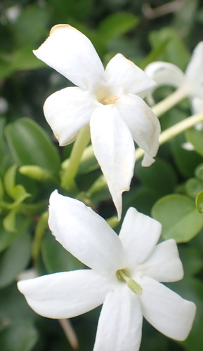 Angular Jasmine (Jasminum angulare)