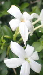 Nicola van Berkel, CC BY-SA, iNaturalist via GBIF Jasminum angulare, photograph Nicola van Berkel, CC BY-SA, iNaturalist via GBIF