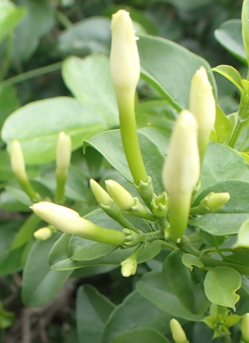 Image of Jasminum angulare by (c) Nicola van Berkel, some rights reserved (CC BY-SA)