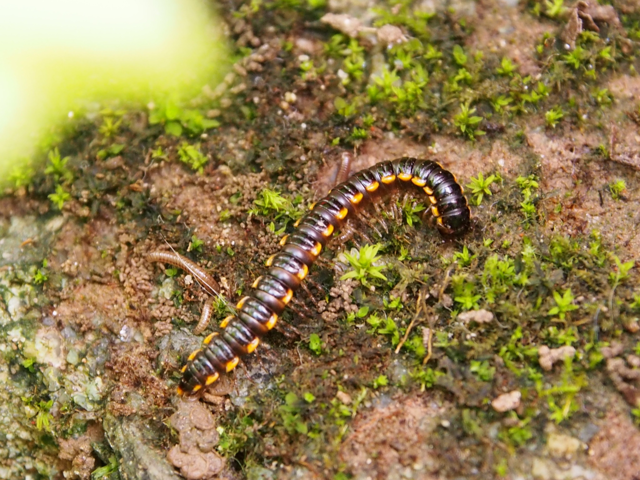 Long-flange Millipede (Orthomorpha coarctata) · iNaturalist, image size:2048x1536