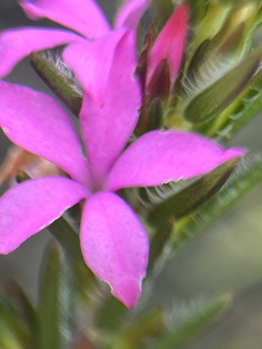 Image of Acmadenia trigona by (c) Charleen Brunke, some rights reserved (CC BY)