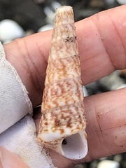 Turritella variegata