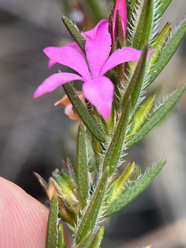 Image of Acmadenia trigona by (c) Charleen Brunke, some rights reserved (CC BY)