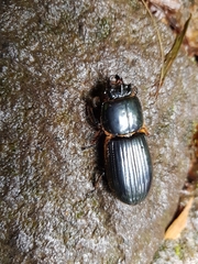 Passalus unicornis