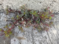Portulaca oleracea