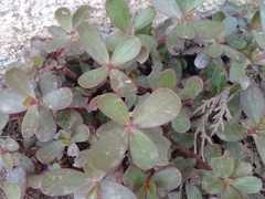 Portulaca oleracea