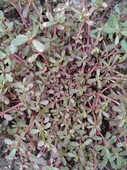 Portulaca oleracea