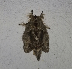 Euglyphis submarginalis