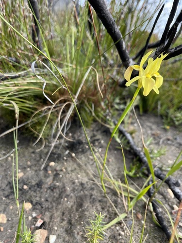 Image of Moraea anomala by (c) Charleen Brunke, some rights reserved (CC BY)