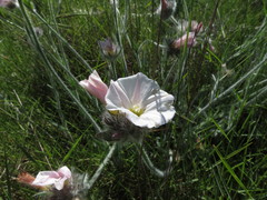 Convolvulus lanuginosus