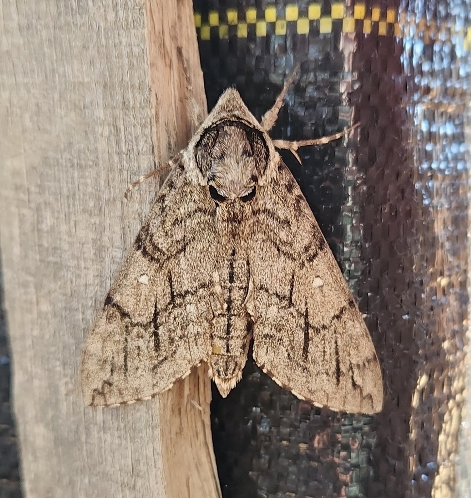 Waved Sphinx from Bexar County, US-TX, US on November 1, 2023 by alli ...