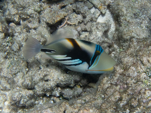 Picasso triggerfish