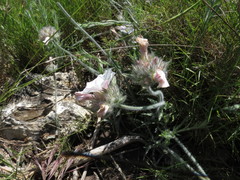 Convolvulus lanuginosus
