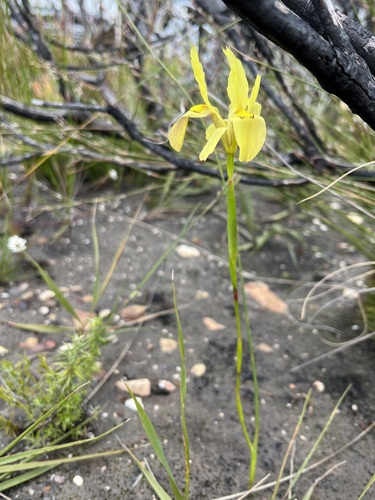 Image of Moraea anomala by (c) Charleen Brunke, some rights reserved (CC BY)