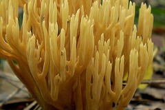 Phaeoclavulina eumorpha