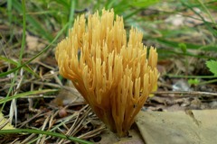 Phaeoclavulina eumorpha