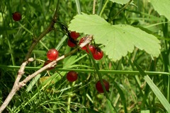 Ribes atropurpureum