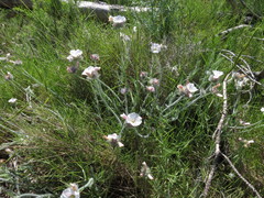 Convolvulus lanuginosus