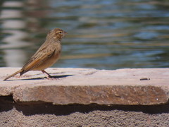 Emberiza impetuani