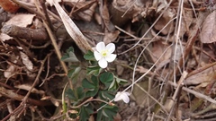 Isopyrum thalictroides